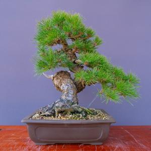 (株)一樹園 黒松 中品盆栽/樹齢40年の詳細画像2