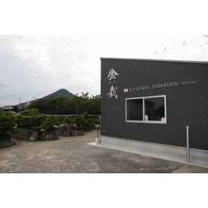 (株)一樹園 黒松 大品盆栽/樹齢40年の詳細画像5