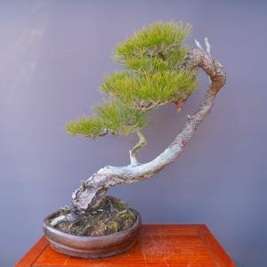 （株）一樹園　 　山採り赤松　　大品盆栽／樹齢100年