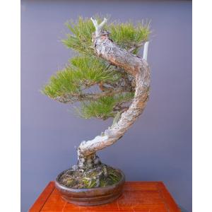 (株)一樹園 山採り赤松 大品盆栽/樹齢100年の詳細画像3