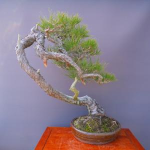 (株)一樹園 山採り赤松 大品盆栽/樹齢100年の詳細画像4