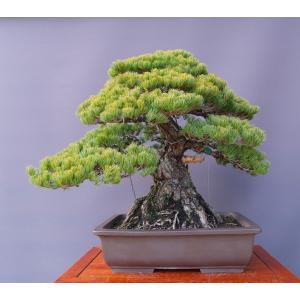 （株）一樹園　　　宮島五葉松　　　　大品盆栽／樹齢８０年