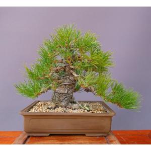 （株）一樹園　　　黒松　　　小品盆栽／樹齢２５年