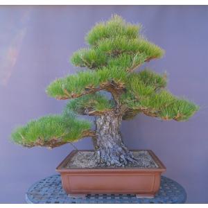 株）一樹園 山採り真柏（山秋鉢） 中品盆栽／樹齢100年 : 一樹園