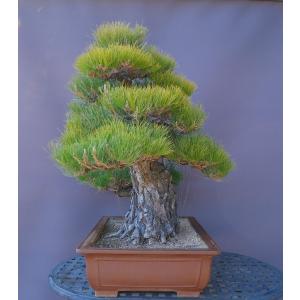 (株)一樹園 山採り黒松 大品盆栽/樹齢100年の詳細画像2