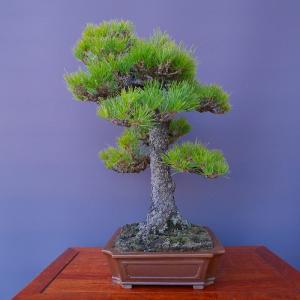 (株)一樹園 黒松 大品盆栽/樹齢50年の詳細画像2