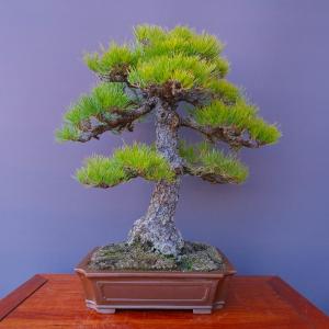 (株)一樹園 黒松 大品盆栽/樹齢50年の詳細画像3