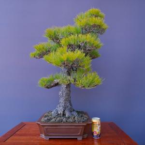 (株)一樹園 黒松 大品盆栽/樹齢50年の詳細画像5