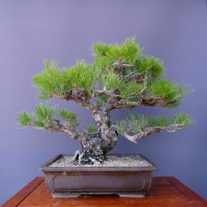 （株）一樹園　　黒松　　大品盆栽／樹齢６０年