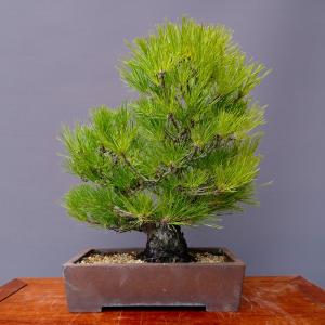 (株)一樹園 黒松 中品盆栽/樹齢40年の詳細画像3