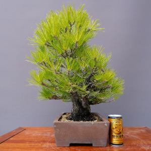 (株)一樹園 黒松 中品盆栽/樹齢40年の詳細画像5