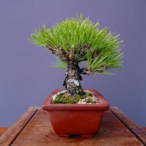 (株)一樹園 黒松 小品盆栽/樹齢25年の詳細画像2