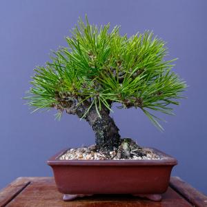 (株)一樹園 黒松 小品盆栽/樹齢25年の詳細画像1