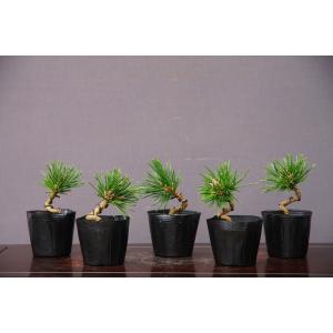 株）一樹園 那須五葉松5本セット 小品盆栽／樹齢7年 : 一樹園 - 通販