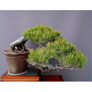 （株）一樹園　　山採り赤松　　　大品盆栽／樹齢１２０年