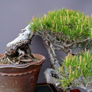 (株)一樹園 山採り赤松 大品盆栽/樹齢120年の詳細画像1