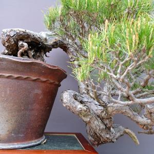(株)一樹園 山採り赤松 大品盆栽/樹齢120年の詳細画像2