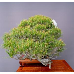 (株)一樹園 山採り赤松 大品盆栽/樹齢120年の詳細画像4