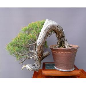 (株)一樹園 山採り赤松 大品盆栽/樹齢120年の詳細画像5