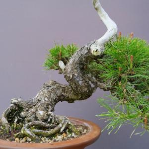 (株)一樹園 赤松 中品盆栽/樹齢40年の詳細画像1
