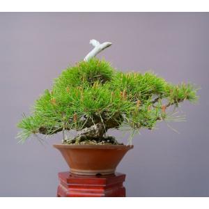 (株)一樹園 赤松 中品盆栽/樹齢40年の詳細画像2