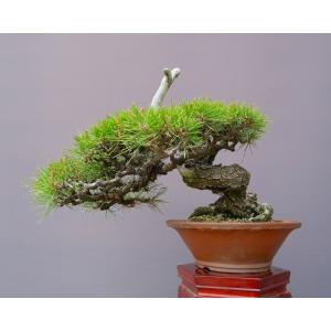 (株)一樹園 赤松 中品盆栽/樹齢40年の詳細画像3