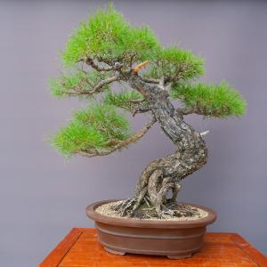 （株）一樹園　　赤松　　大品盆栽／樹齢６０年