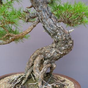 (株)一樹園 赤松 大品盆栽/樹齢60年の詳細画像1