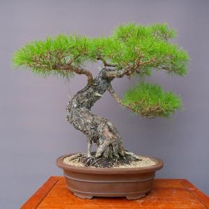 (株)一樹園 赤松 大品盆栽/樹齢60年の詳細画像3