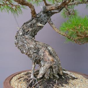 (株)一樹園 赤松 大品盆栽/樹齢60年の詳細画像4