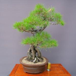 (株)一樹園 赤松 大品盆栽/樹齢60年の詳細画像5