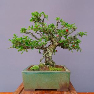 （株）一樹園　　長寿梅【山秋鉢】　　中品盆栽／樹齢６０年