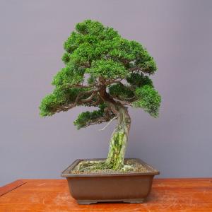 （株）一樹園　　真柏　　　中品盆栽／樹齢３０年