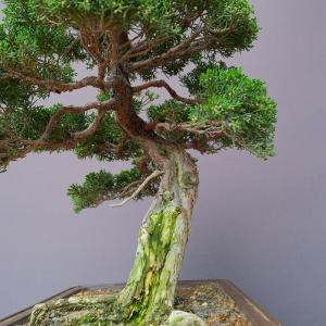 (株)一樹園 真柏 中品盆栽/樹齢30年の詳細画像1