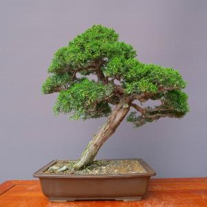 (株)一樹園 真柏 中品盆栽/樹齢30年の詳細画像2