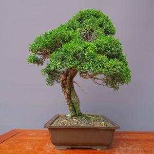 (株)一樹園 真柏 中品盆栽/樹齢30年の詳細画像3