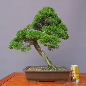 (株)一樹園 真柏 中品盆栽/樹齢30年の詳細画像4