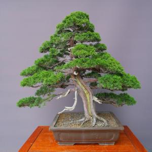 （株）一樹園　　真柏　　大品盆栽／樹齢６０年