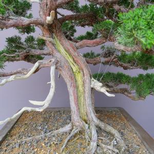(株)一樹園 真柏 大品盆栽/樹齢60年の詳細画像1