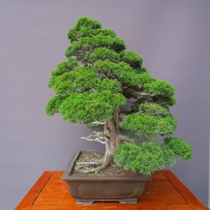 (株)一樹園 真柏 大品盆栽/樹齢60年の詳細画像2