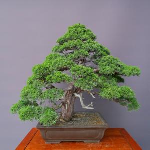 (株)一樹園 真柏 大品盆栽/樹齢60年の詳細画像3