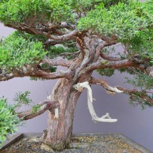 (株)一樹園 真柏 大品盆栽/樹齢60年の詳細画像4