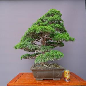 (株)一樹園 真柏 大品盆栽/樹齢60年の詳細画像5