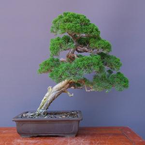 （株）一樹園　　真柏　　中品盆栽／樹齢３０年
