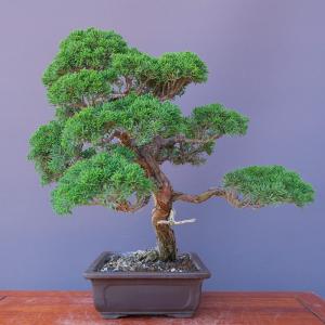 (株)一樹園 真柏 中品盆栽/樹齢30年の詳細画像2