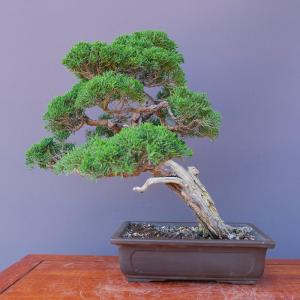 (株)一樹園 真柏 中品盆栽/樹齢30年の詳細画像3