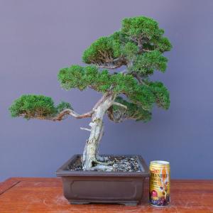 (株)一樹園 真柏 中品盆栽/樹齢30年の詳細画像5