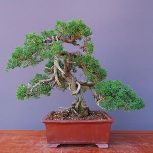 (株)一樹園 真柏 中品盆栽/樹齢30年の商品画像