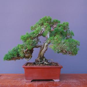 (株)一樹園 真柏 中品盆栽/樹齢30年の詳細画像3