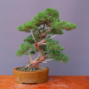 （株）一樹園　　真柏　　中品盆栽／樹齢４０年